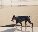 Small Photo #3 Doberman Pinscher Puppy For Sale in PALMDALE, CA, USA