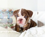 Small Photo #19 English Bulldog Puppy For Sale in CORONA, CA, USA