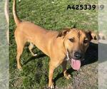Small Rhodesian Ridgeback Mix