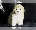 Small Photo #15 Maltipoo (Miniature) Puppy For Sale in WARSAW, IN, USA