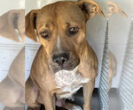 *ALICE - Female Mutt Dog for Adoption - Small photo