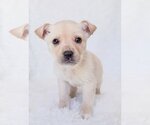 Small Photo #10 Australian Retriever Puppy For Sale in McDonough, GA, USA
