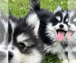 Small Photo #4 Pomsky Puppy For Sale in BAXTER, TN, USA