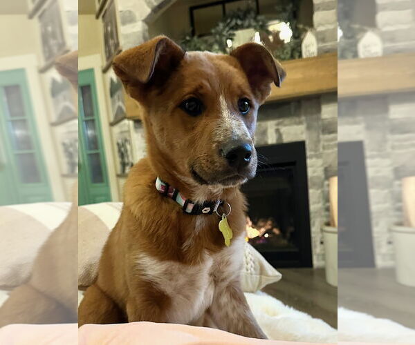 Medium Photo #13 Mutt Puppy For Sale in Sandy, UT, USA