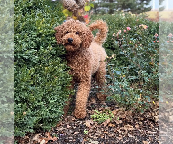 Medium Photo #1 Poodle (Standard) Puppy For Sale in WOLCOTT, IN, USA