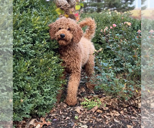 Father of the Poodle (Standard) puppies born on 04/24/2025