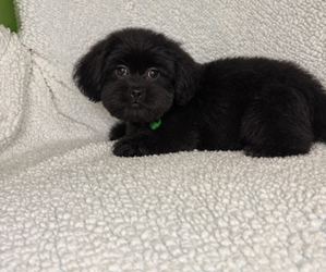 ShihPoo Puppy for sale in RANDOLPH, MA, USA