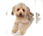 Small #4 Poodle (Miniature) Mix