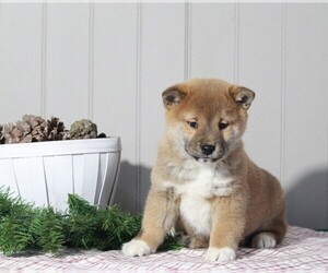 Shiba Inu Puppy for sale in APPLE CREEK, OH, USA