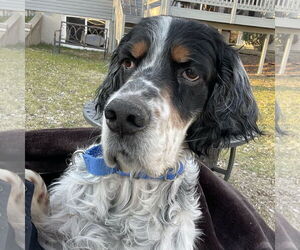English Setter Dogs for adoption in Fargo, ND, USA