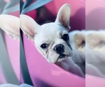 Small Photo #2 French Bulldog Puppy For Sale in YUCCA VALLEY, CA, USA