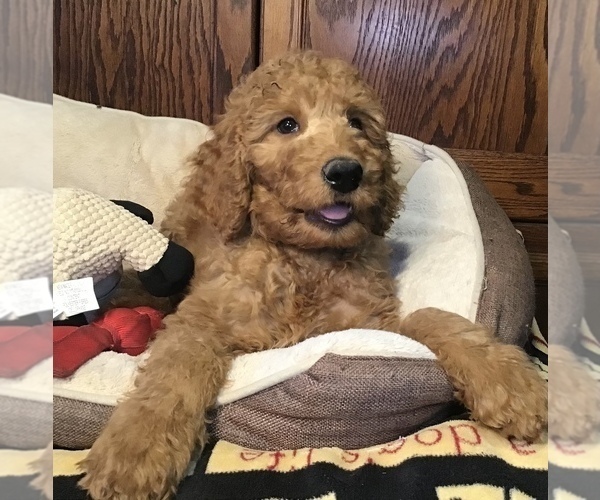 Medium Photo #3 Goldendoodle Puppy For Sale in SHAWNEE, OK, USA