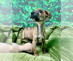 Small #2 Mutt