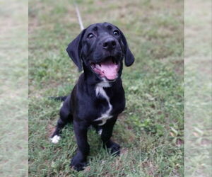 Labrador Retriever-Unknown Mix Dogs for adoption in Greensboro, NC, USA