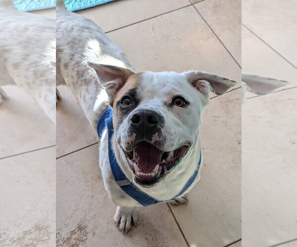 Medium Photo #2 Mutt Puppy For Sale in Aurora, CO, USA