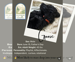 Small #3 Goldendoodle