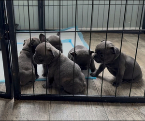 French Bulldog Puppy for sale in OXFORD, OH, USA