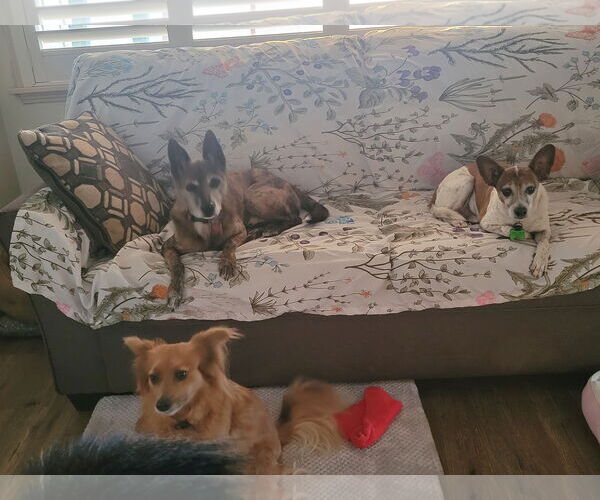 Medium Photo #4 Basenji-Unknown Mix Puppy For Sale in Lindsay, CA, USA