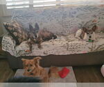 Small #3 Basenji Mix
