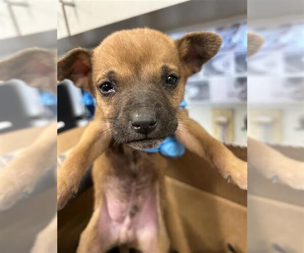 Medium Photo #1 Chihuahua Puppy For Sale in San Antonio, TX, USA