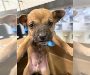 Chihuahua Dogs for adoption in San Antonio, TX, USA