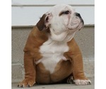 Small Photo #3 Beabull-English Bulldog Mix Puppy For Sale in NAPPANEE, IN, USA