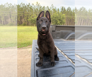 Medium German Shepherd Dog