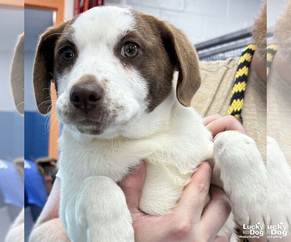 Medium Photo #1 Mutt Puppy For Sale in Washington, DC, USA