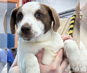 Mutt Dogs for adoption in Washington, DC, USA