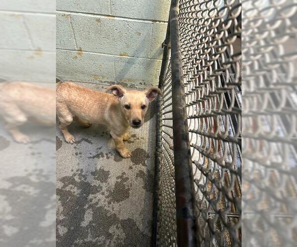 Medium Photo #1 Labrador Retriever-Unknown Mix Puppy For Sale in Stockton, CA, USA