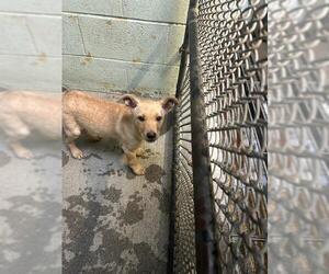 Labrador Retriever-Unknown Mix Dogs for adoption in Stockton, CA, USA