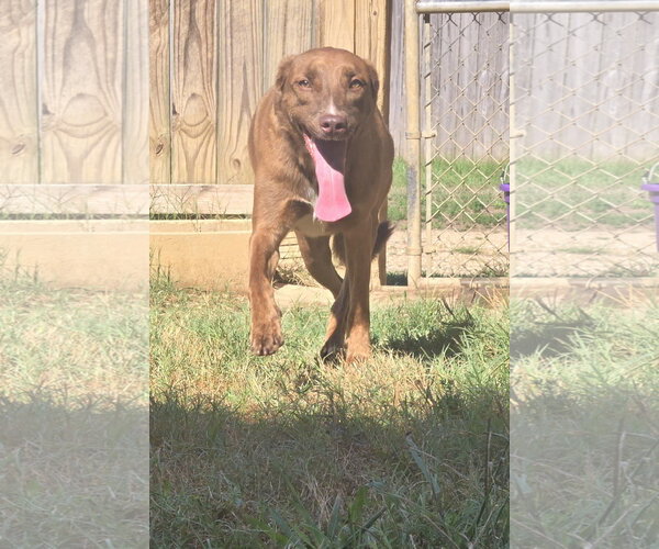 Medium Photo #8 Mutt Puppy For Sale in Jackson, MS, USA