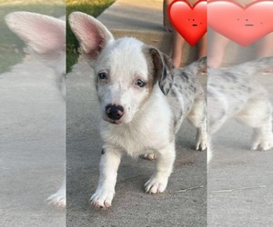 Pembroke Welsh Corgi-Unknown Mix Dogs for adoption in Dallas, TX, USA
