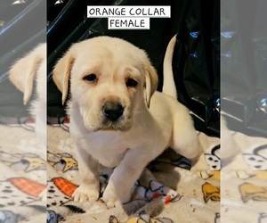 Labrador Retriever Litter for sale in PONTIAC, IL, USA