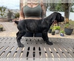 Small Photo #30 Cane Corso Puppy For Sale in LAND O LAKES, FL, USA