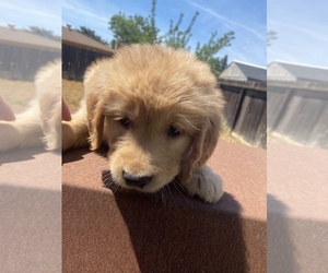 Golden Retriever Puppy for sale in FRESNO, CA, USA