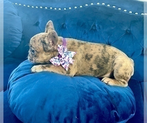 Medium Photo #6 French Bulldog Puppy For Sale in TUCSON, AZ, USA