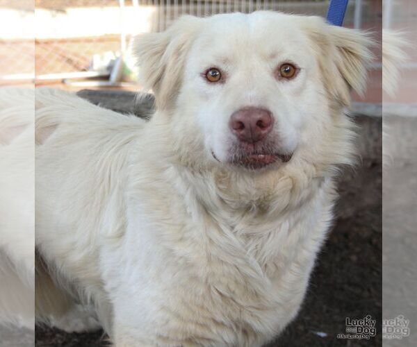 Medium Photo #4 Great Pyrenees-Retriever  Mix Puppy For Sale in Washington, DC, USA