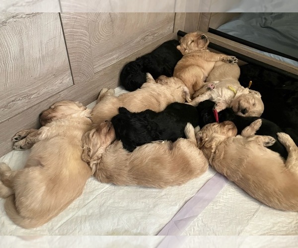 Medium Photo #1 Goldendoodle Puppy For Sale in MIDLAND, TX, USA