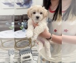 Puppy Toy Maltipoo 4 Maltipoo