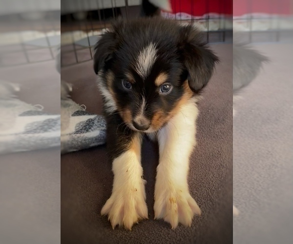 Medium Photo #5 Border Collie-Papillon Mix Puppy For Sale in CULPEPER, VA, USA