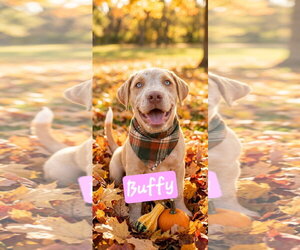 Buddy and Buffy - Female Catahoula Leopard Dog-Unknown Mix Dog for Adoption - Photo #3