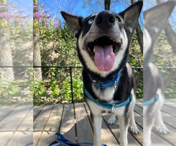 Medium Photo #14 Siberian Husky-Unknown Mix Puppy For Sale in Elmsford, NY, USA