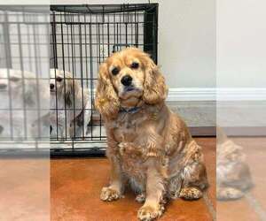 Cocker Spaniel Dogs for adoption in Bolivar, MO, USA