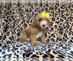 Small #8 Cockapoo (Miniature)
