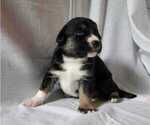 Puppy Lester Beagle-Siberian Husky Mix