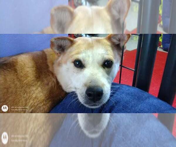 Medium Photo #9 Mutt Puppy For Sale in Sebec, ME, USA