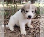 Small Photo #2 Anatolian Shepherd Puppy For Sale in COMMERCE, TX, USA