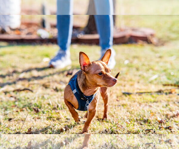 Medium Photo #5 Chiweenie Puppy For Sale in Fruitland, SC, USA