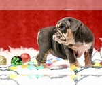 Small Photo #3 English Bulldog Puppy For Sale in PALMDALE, CA, USA